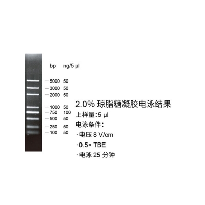 核酸電泳與檢測(cè)